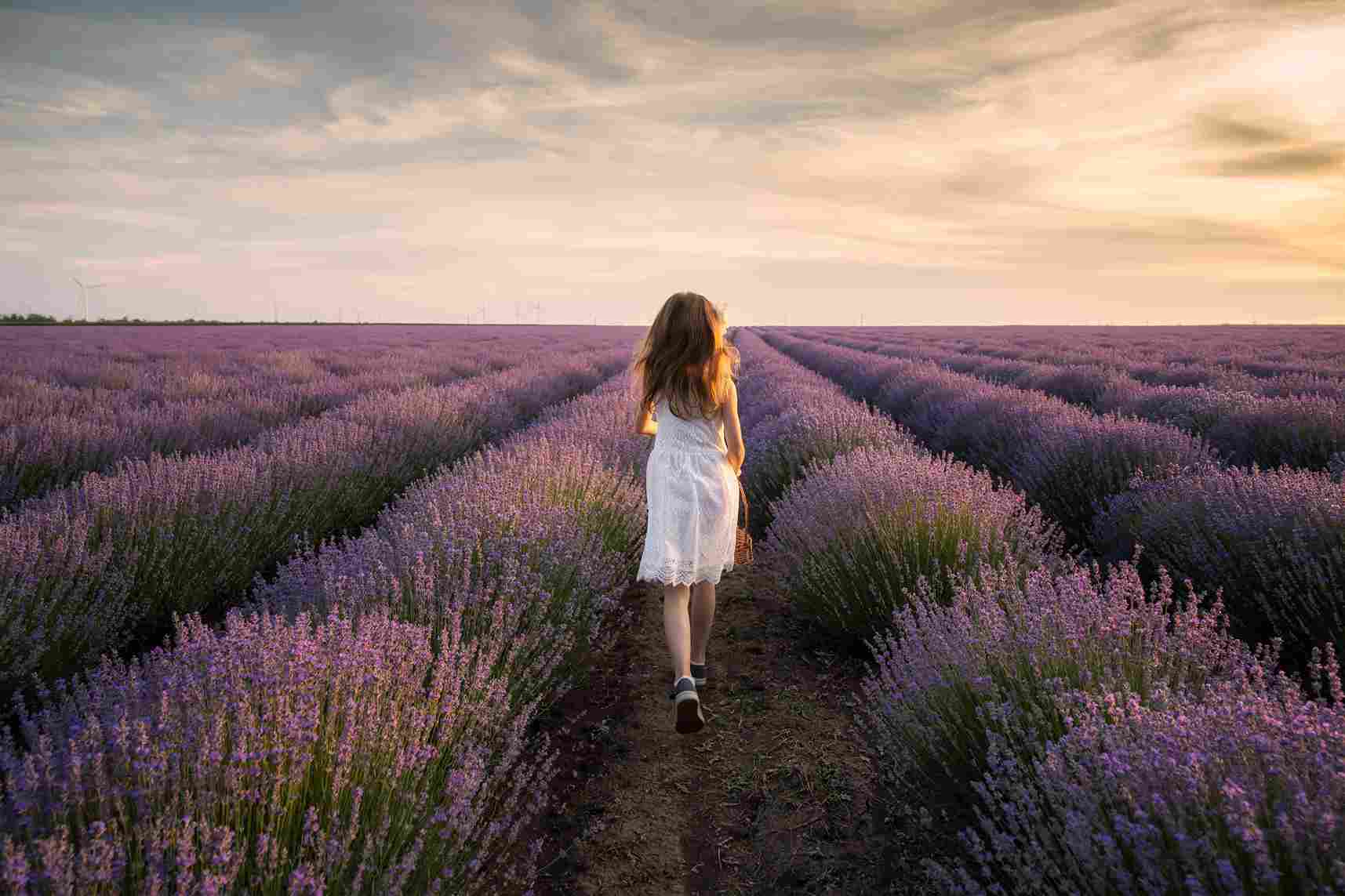 Top 200+ Lavender Quotes For Instagram 2024